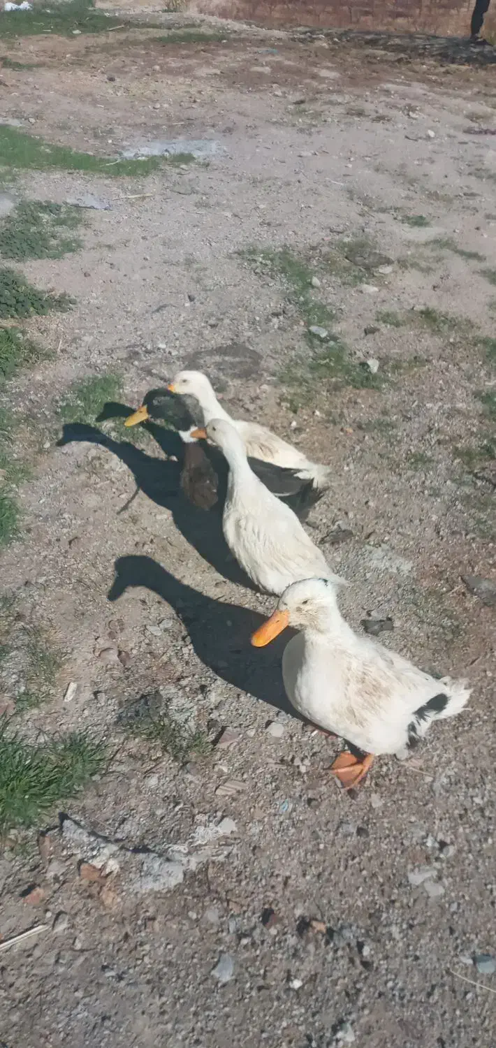 اردک نر وماده|حیوانات مزرعه|سیوان, |دیوار