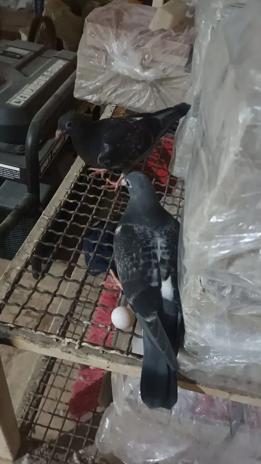 جوجه پلاکی هیچ پر|پرنده|اهواز, پردیس|دیوار