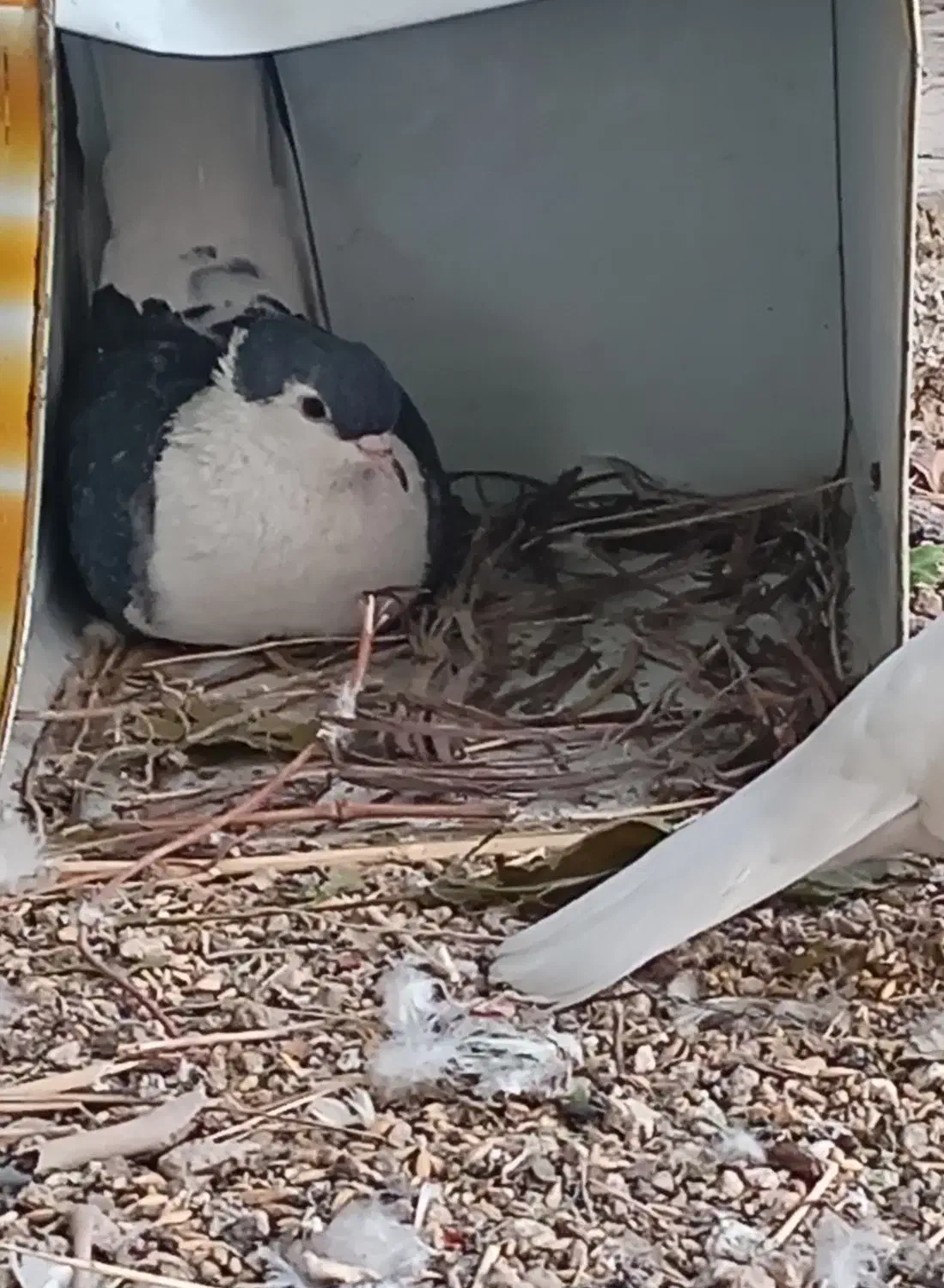 کبوترگمشده|حیوانات|مبارکه, |دیوار