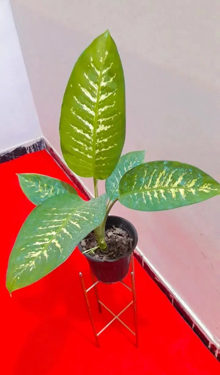 گل دیفن باخیا|گل و گیاه طبیعی|زابل, |دیوار