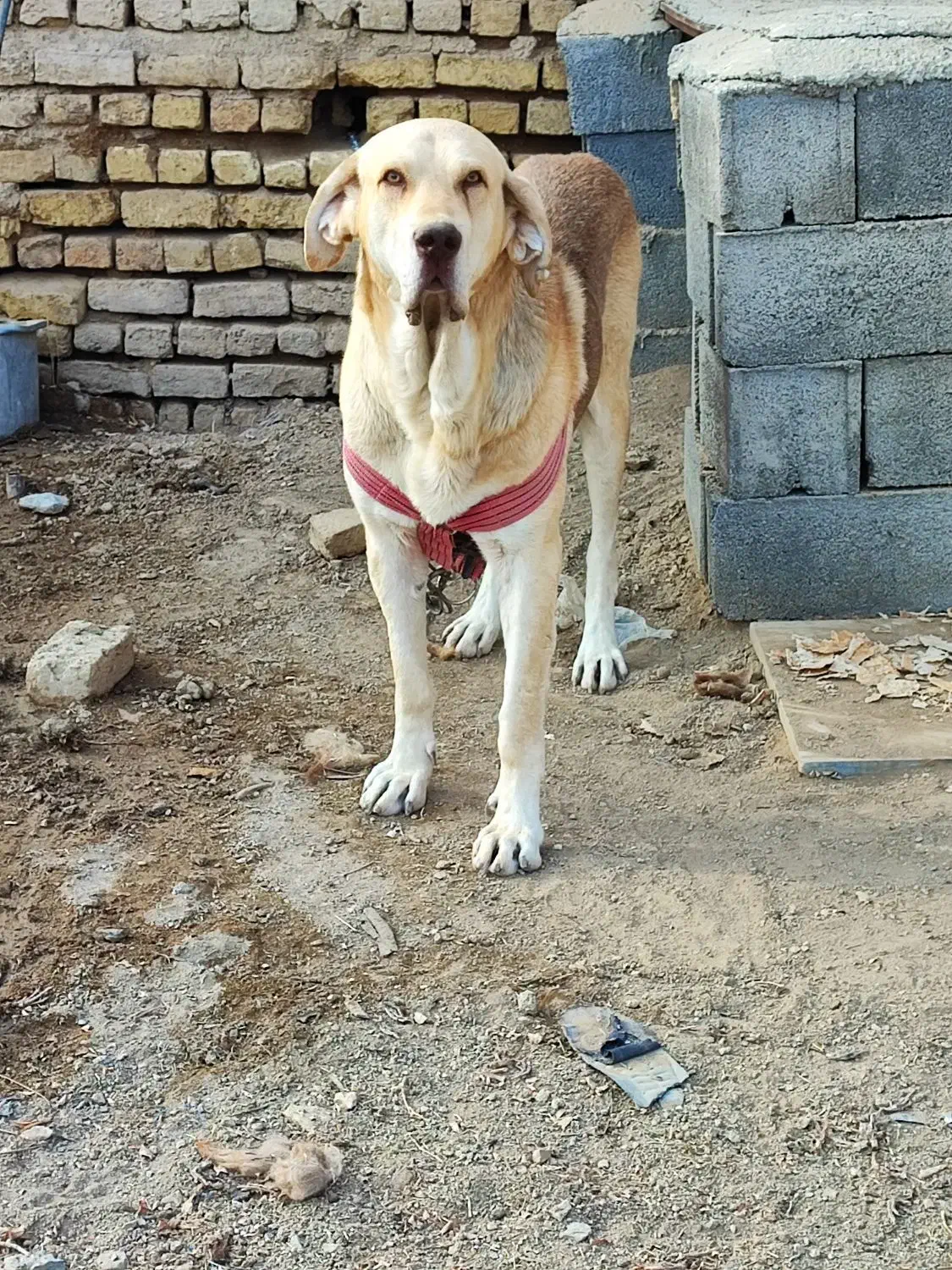 سگ پژدر|سگ|گلپایگان, |دیوار