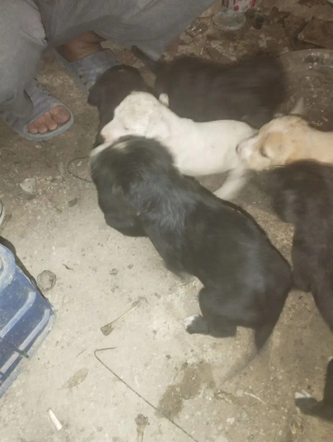 طوله سگ|سگ|رشت, حمیدیان|دیوار