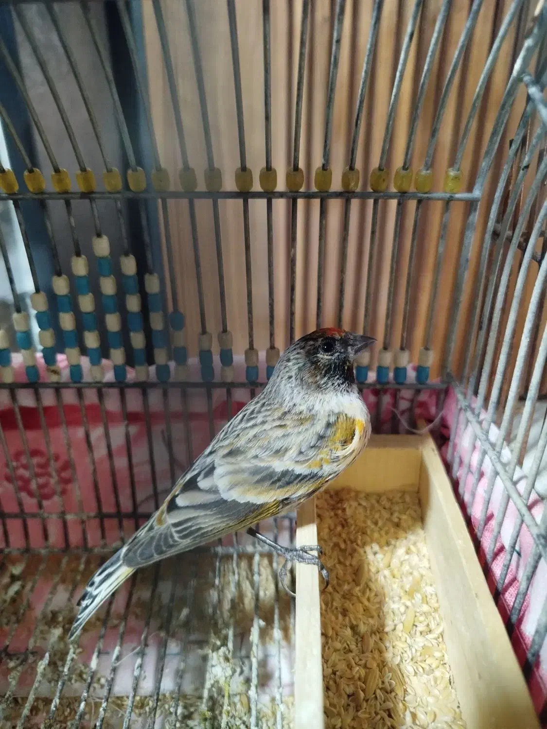 جوجه گلبسر معاوضه با هر پرنده ای|پرنده|شیراز, گویم|دیوار