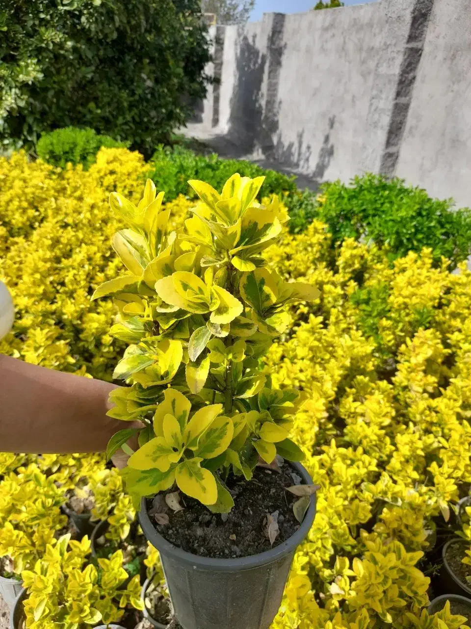 شمشاد طلایی زیبا ریشه پرس|گل و گیاه طبیعی|قائم‌شهر, |دیوار