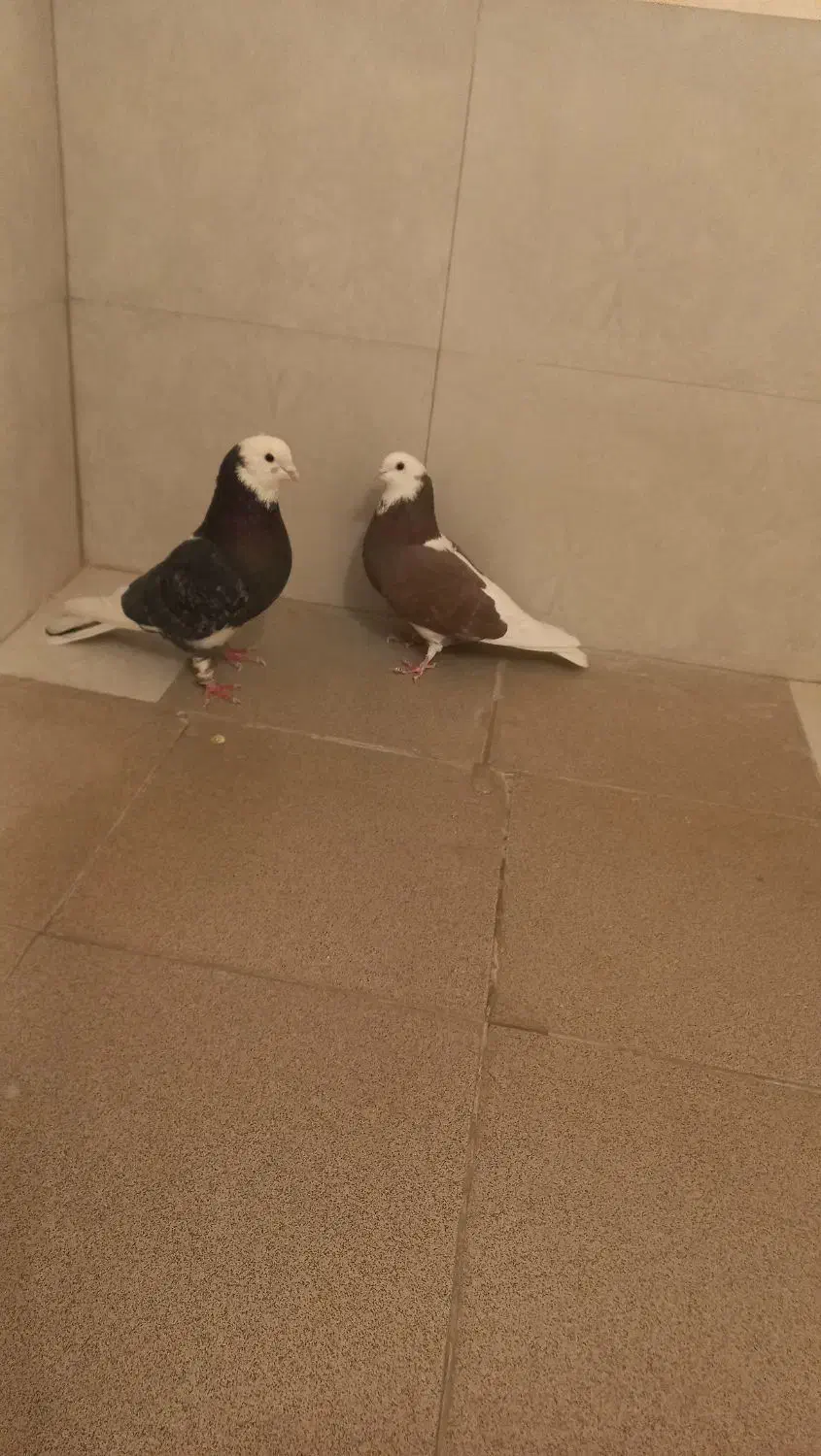 شازده|پرنده|مبارکه, |دیوار