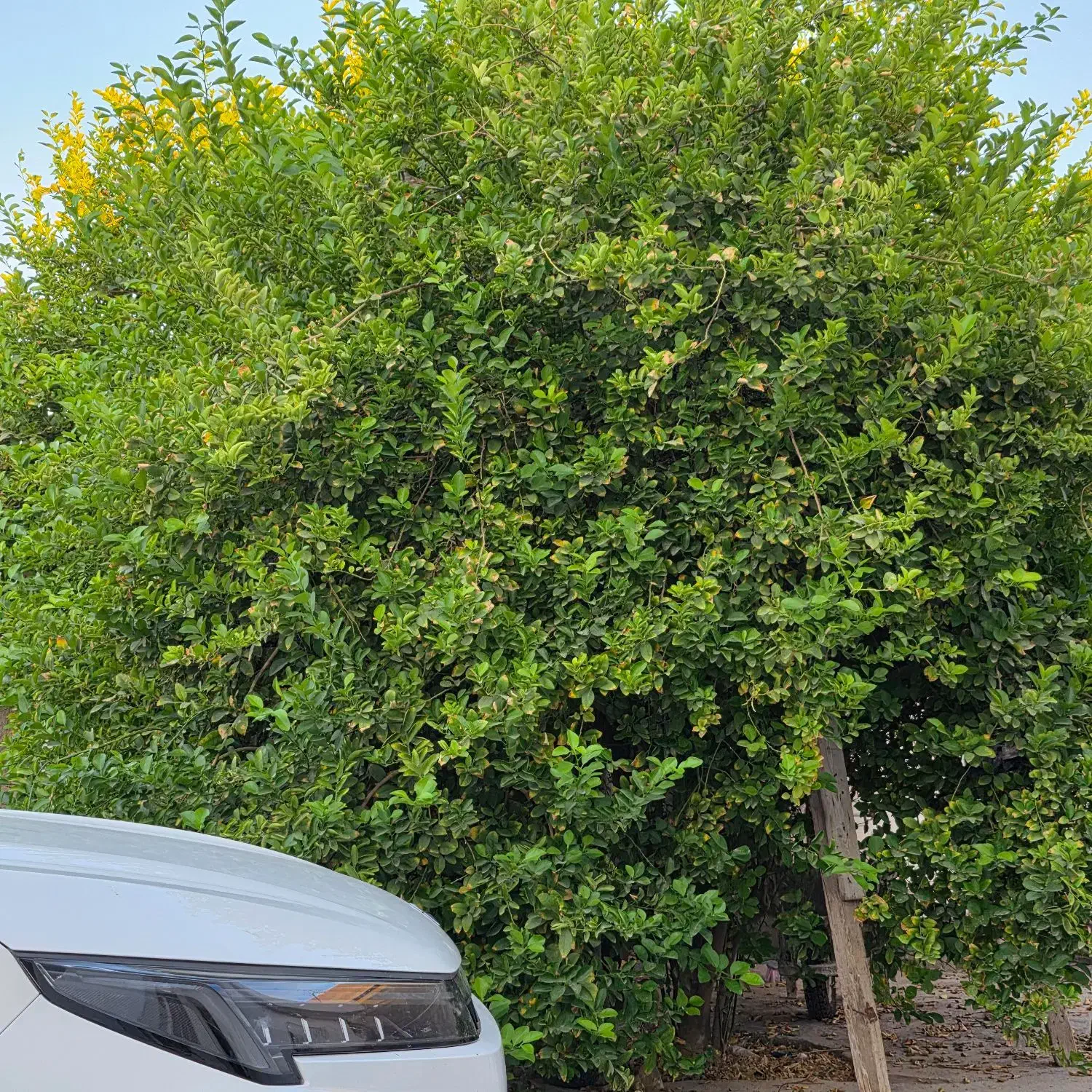 زمین باغشهری|فروش خانه و ویلا|مهر, |دیوار