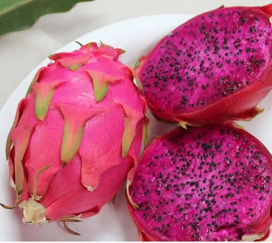 دراگون فروت. میوه اژدها. نهال قهوه. بلوبری|گل و گیاه طبیعی|شیراز, فرگاز|دیوار