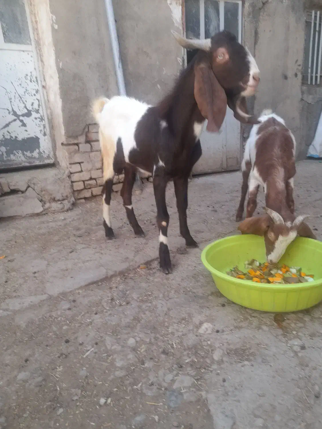 بز پاکستانی اصیل|حیوانات مزرعه|صالح آباد, |دیوار