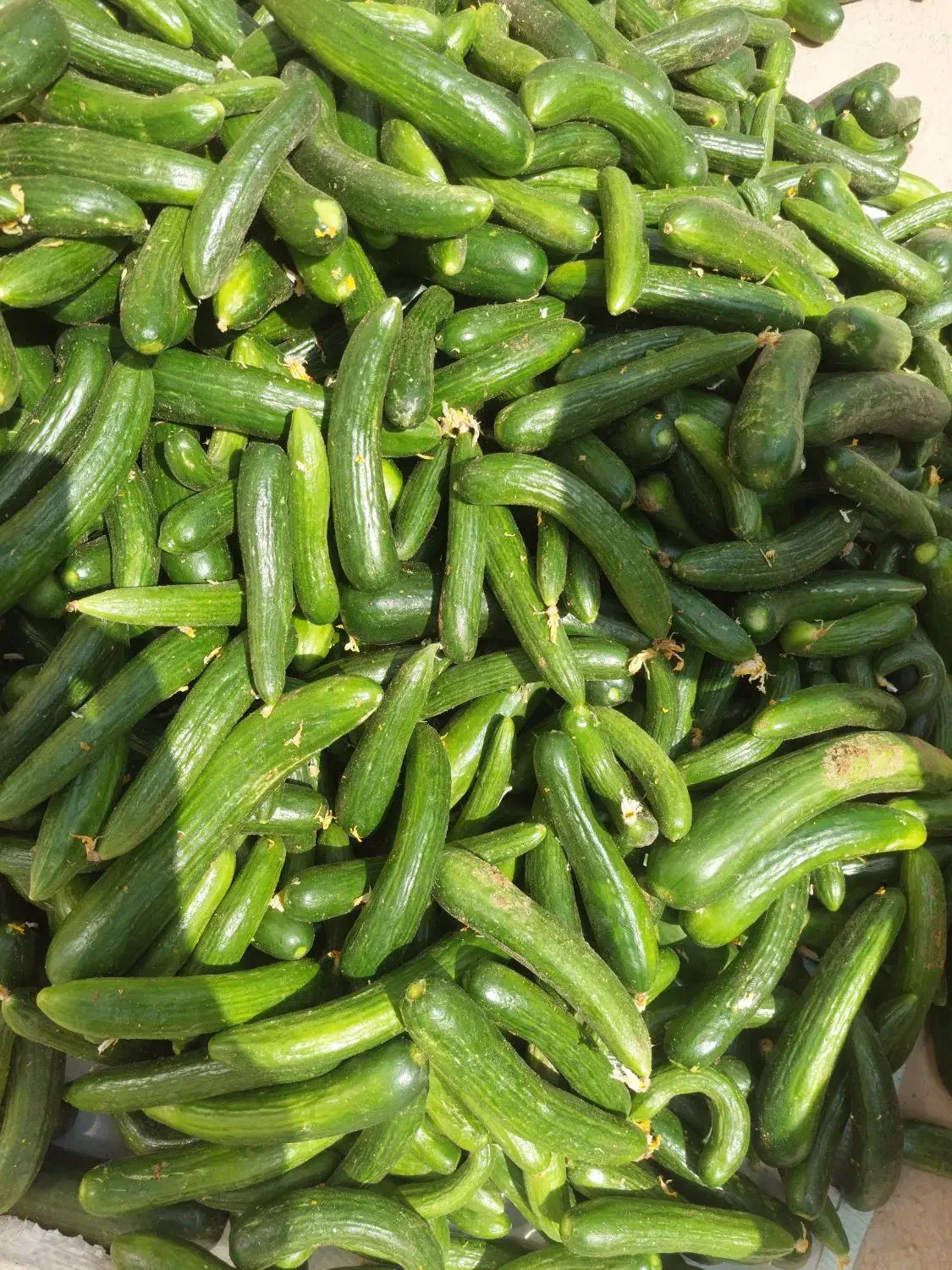 خیارمحلی نژادخیارشوری|خوردنی و آشامیدنی|سلطانیه, |دیوار