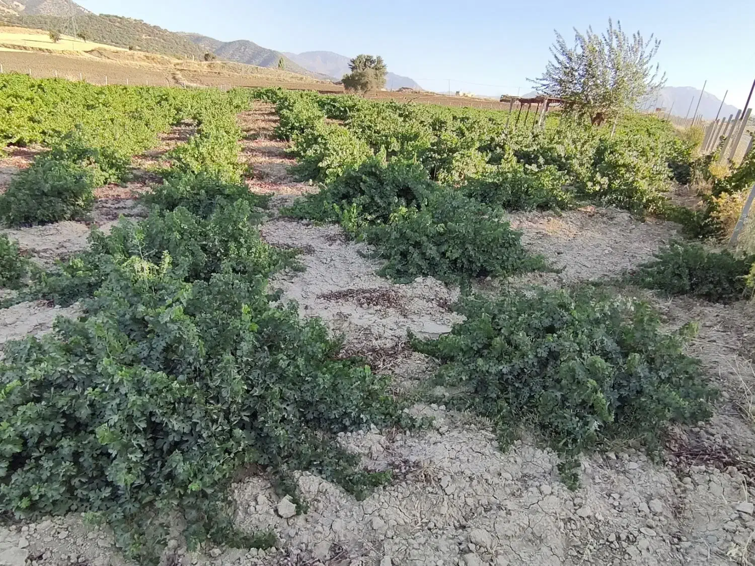 اجاره 4هکتارباغ انگور|اجارهٔ دفتر صنعتی، کشاورزی، تجاری|مریوان, |دیوار