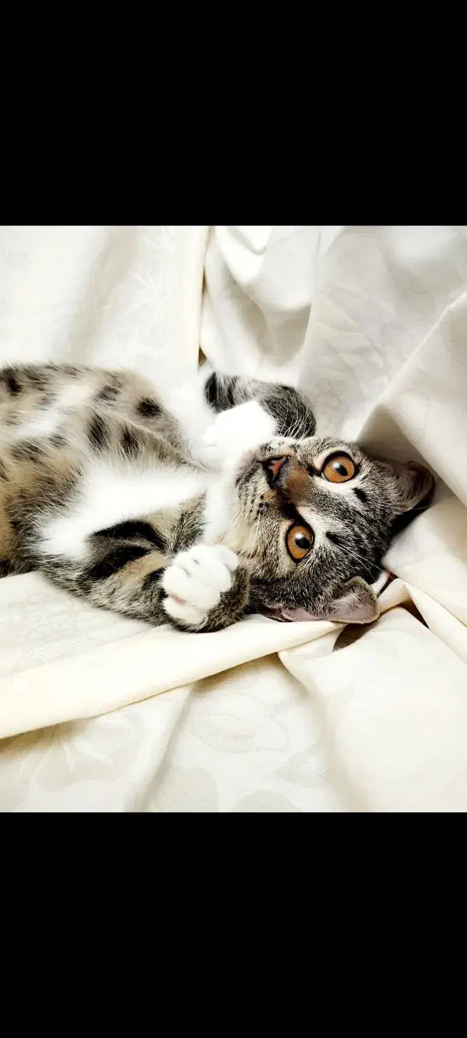 واگذاری رایگان گربه|گربه|رشت, نیروی دریایی|دیوار