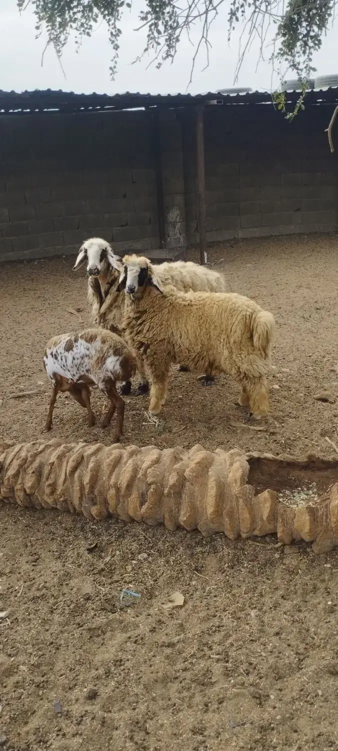 فروش دوعددگوسفند|حیوانات مزرعه|بندر دیر, |دیوار