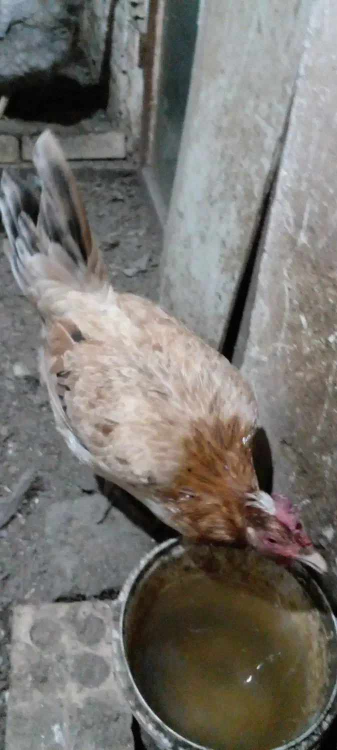 مرغ کرچ محلی|حیوانات مزرعه|مشهد, یاس|دیوار