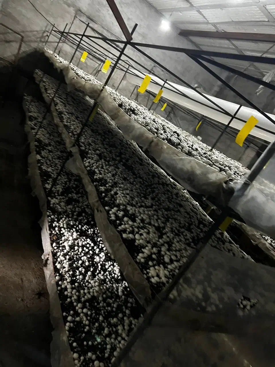 نیرو برای کار درسالن قارچ|استخدام صنعتی، فنی، مهندسی|نوشهر, |دیوار