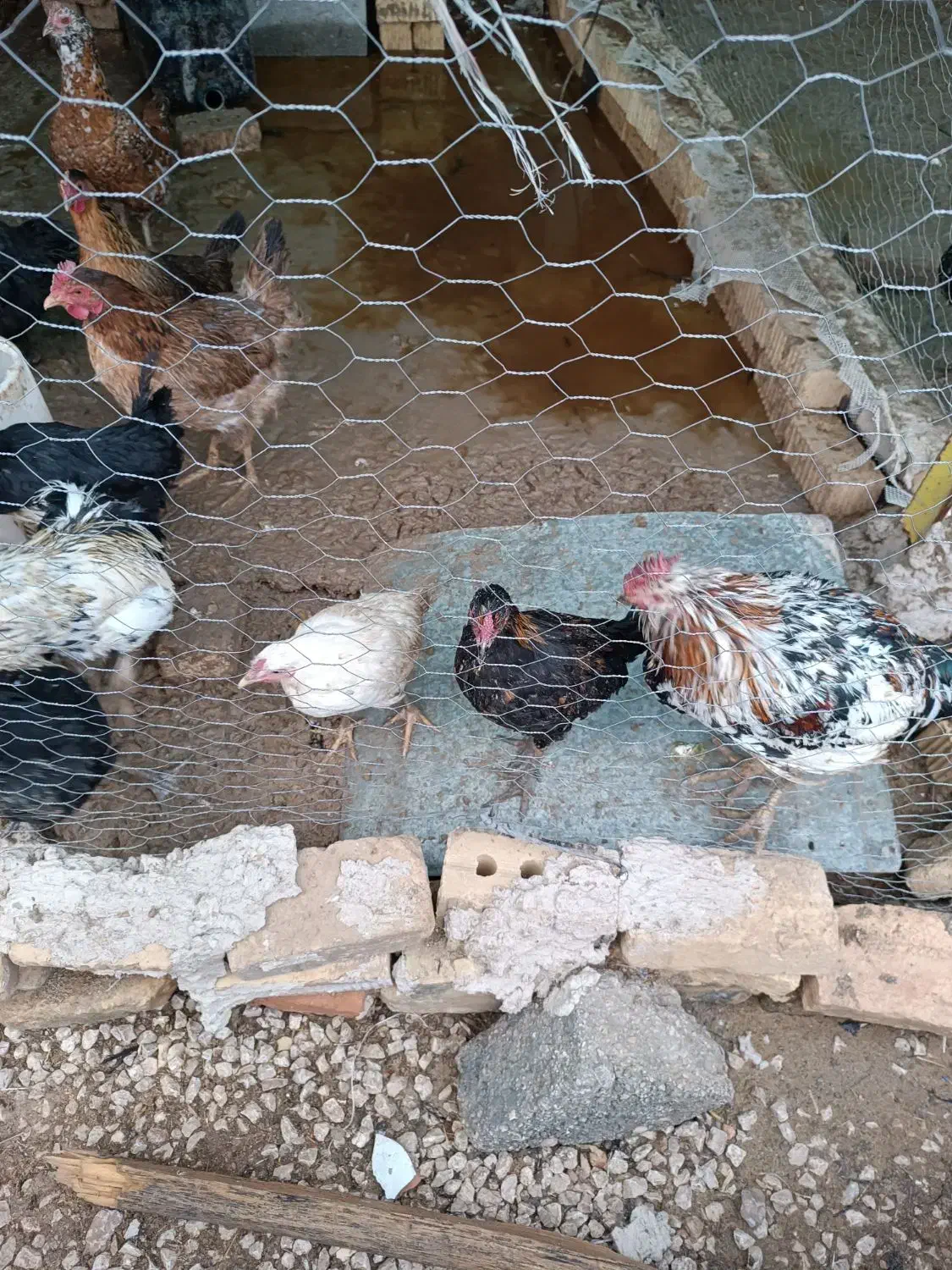 مرغ محلی و گلین|حیوانات مزرعه|مرودشت, فاز دوم شهرک فرهنگیان|دیوار