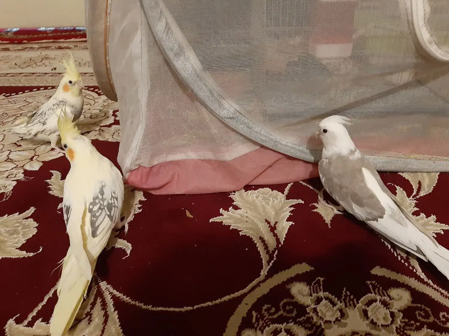 سلام  عروس هلندی  جدید بسیار  زیبا موجود شده|پرنده|شیراز, گل سرخ|دیوار