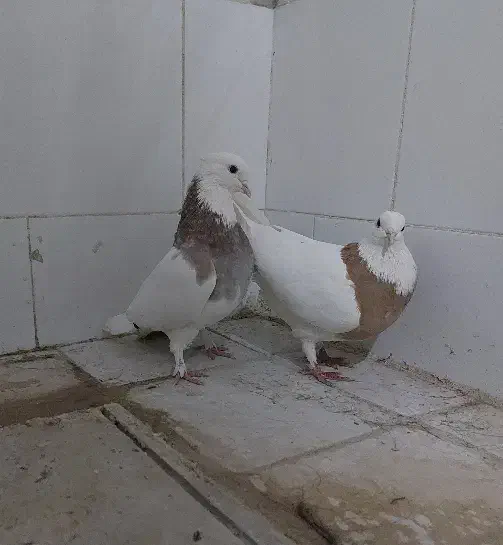 طوقی|پرنده|قم, میدان نو|دیوار