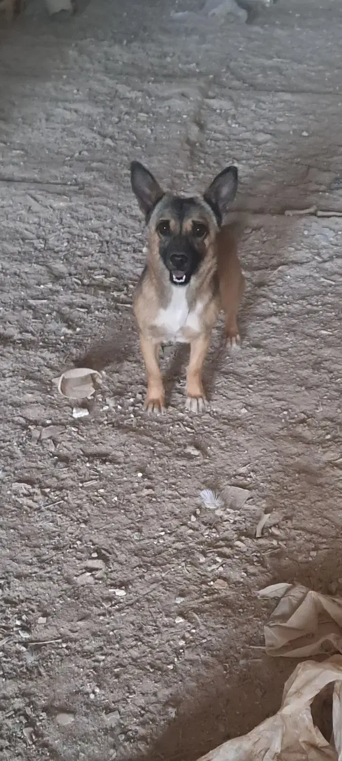 پاپی کوچولو|سگ|تایباد, |دیوار