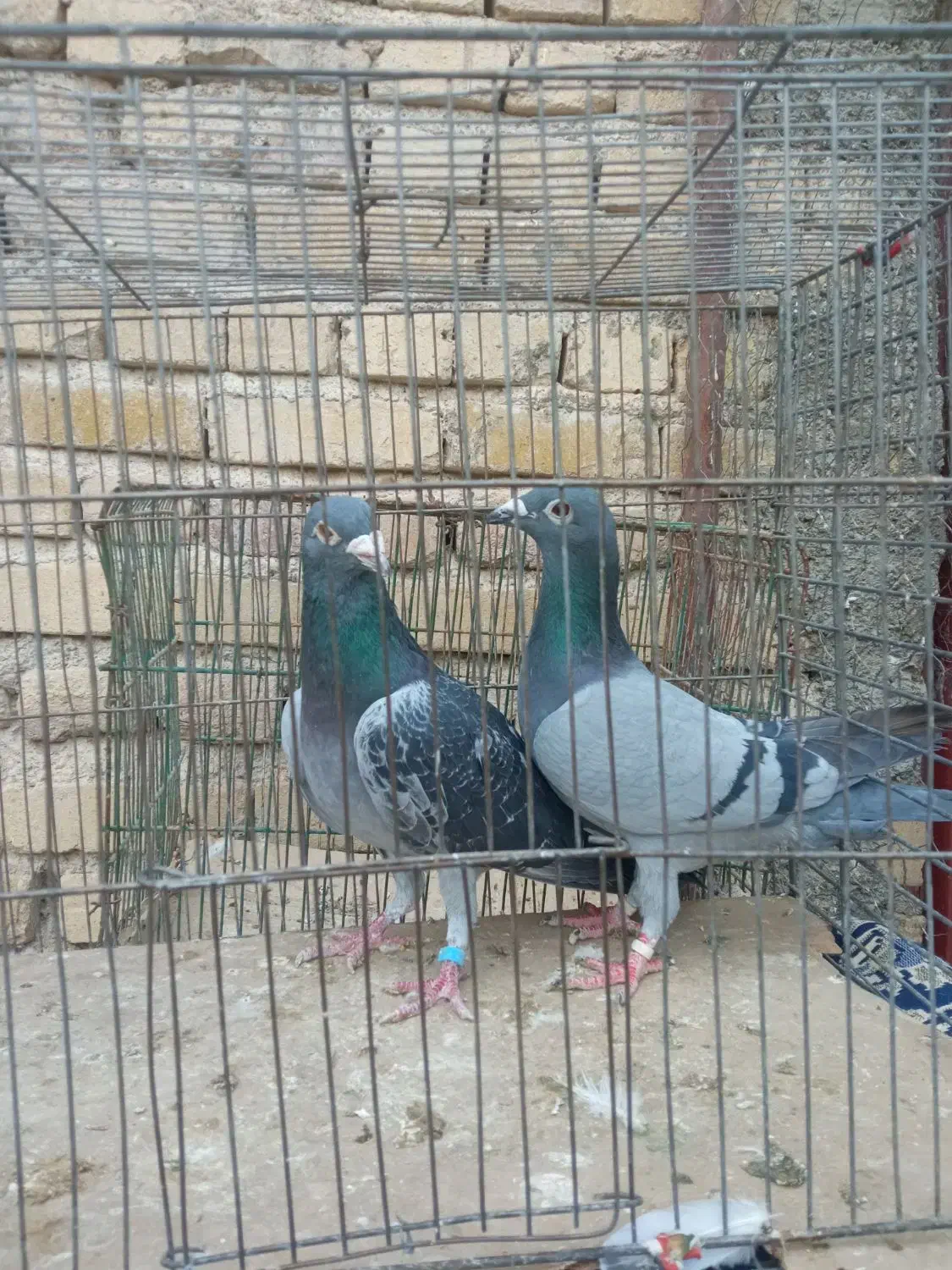 کفتر پلاکی|پرنده|نهاوند, |دیوار