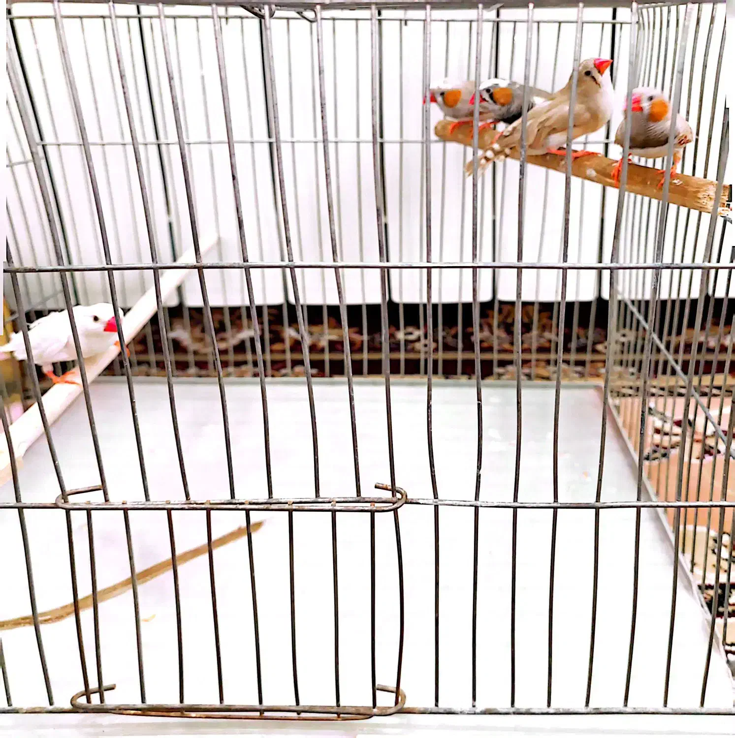 فنچ نر|پرنده|سبزوار, قصبه شرقی|دیوار