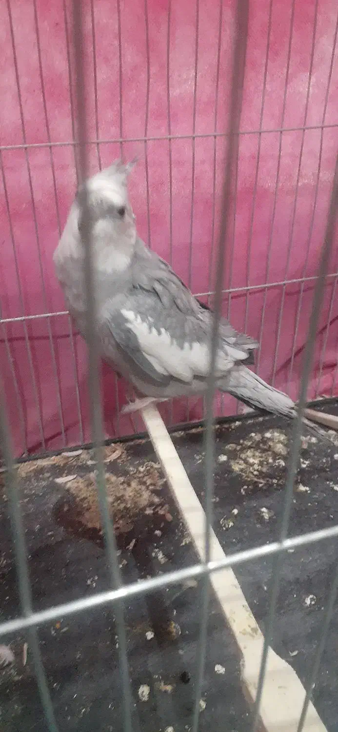 جفت عروس هلندی مولد|پرنده|شیراز, شهرک رضوان|دیوار