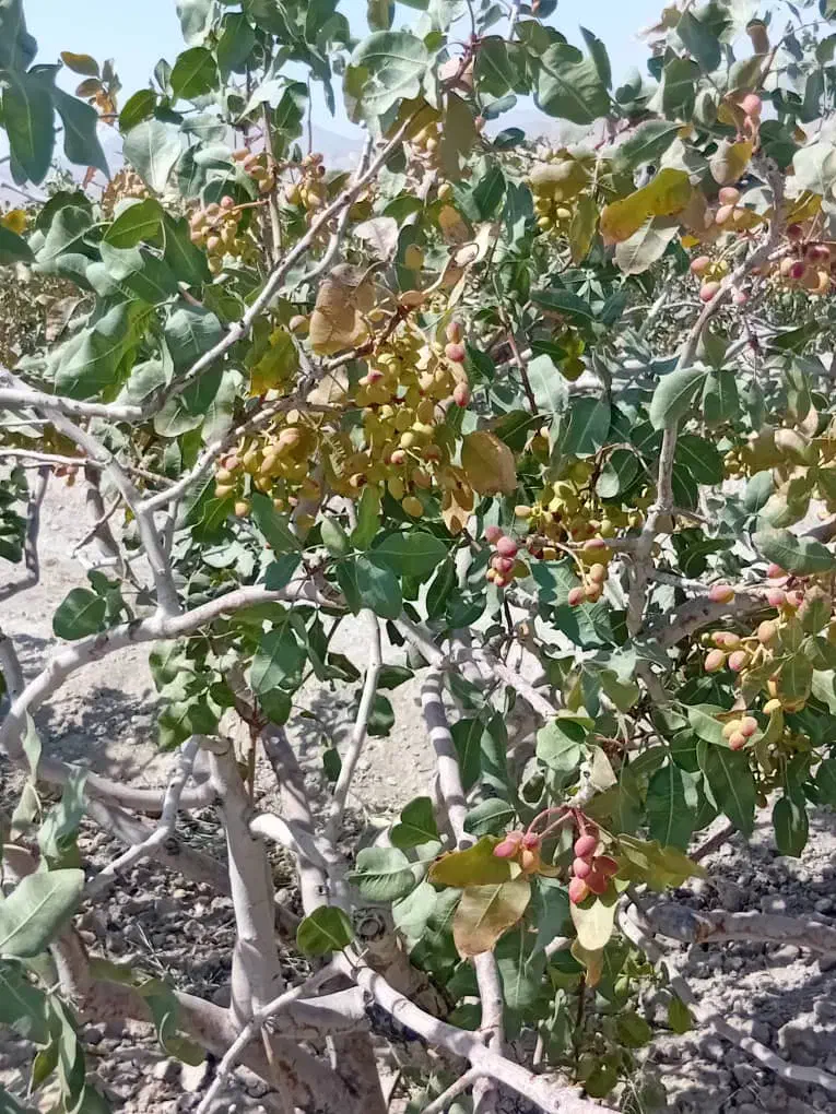 باغ پسته هرات|فروش دفتر صنعتی، کشاورزی، تجاری|خاتم, |دیوار