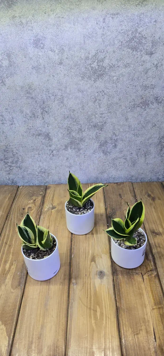 گیفت سانسوریا|گل و گیاه طبیعی|شاهین‌شهر, نبوت|دیوار