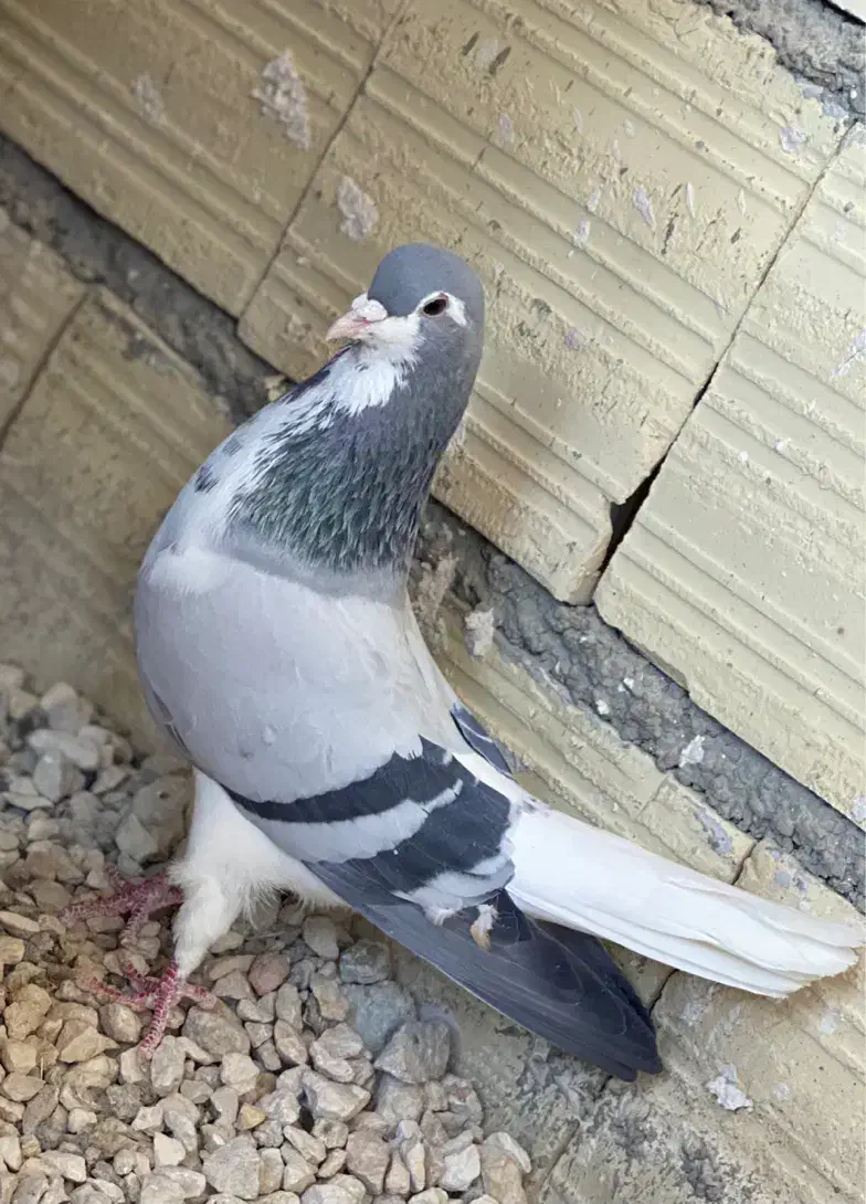 بدرنگ|حیوانات|شیراز, کفترک|دیوار