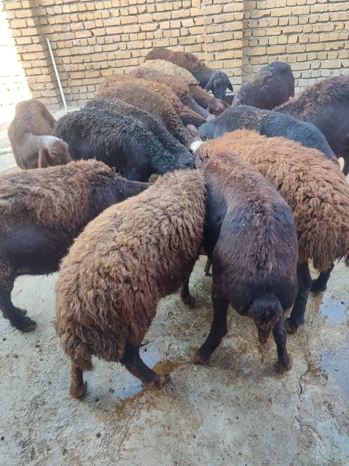 میش و بره قزل افشار|حیوانات مزرعه|زرین دشت (همدان), |دیوار