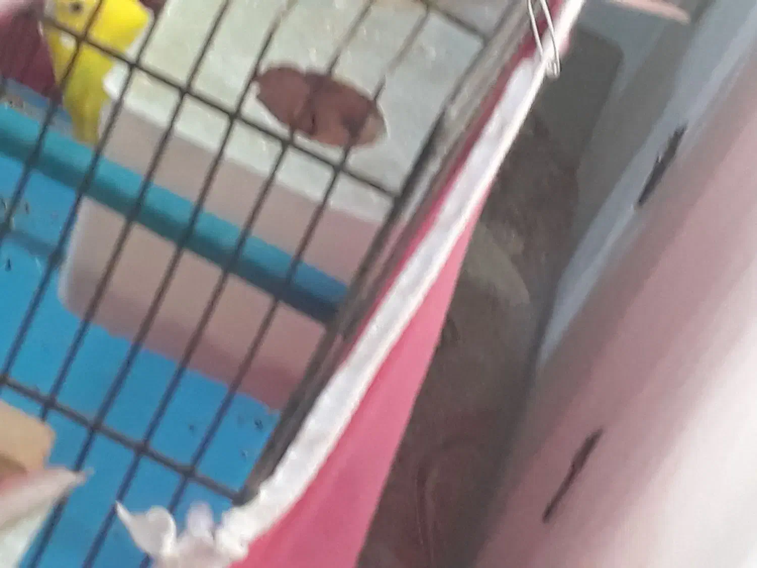 مرغ عشق|پرنده|محمدیه-قزوین, |دیوار