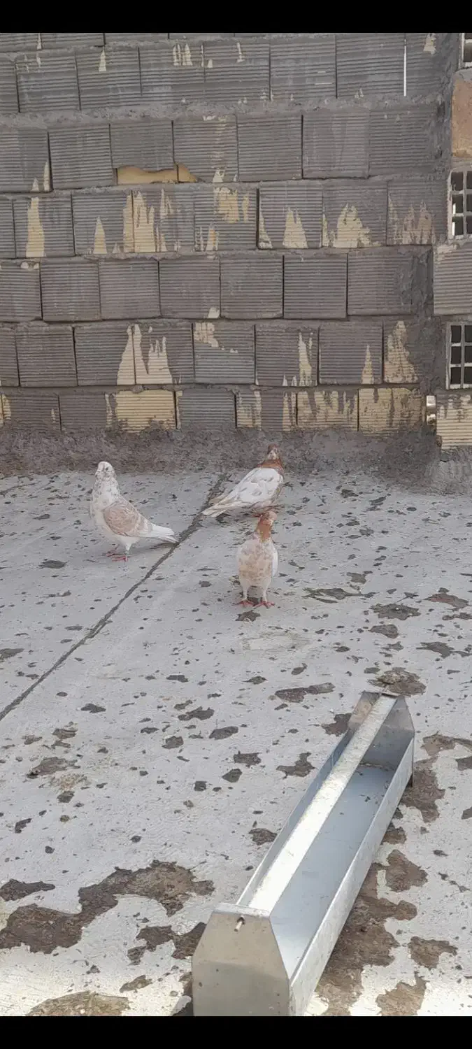 فروش ۳ عدد کبوتر|پرنده|نجف‌آباد, یزدانشهر|دیوار