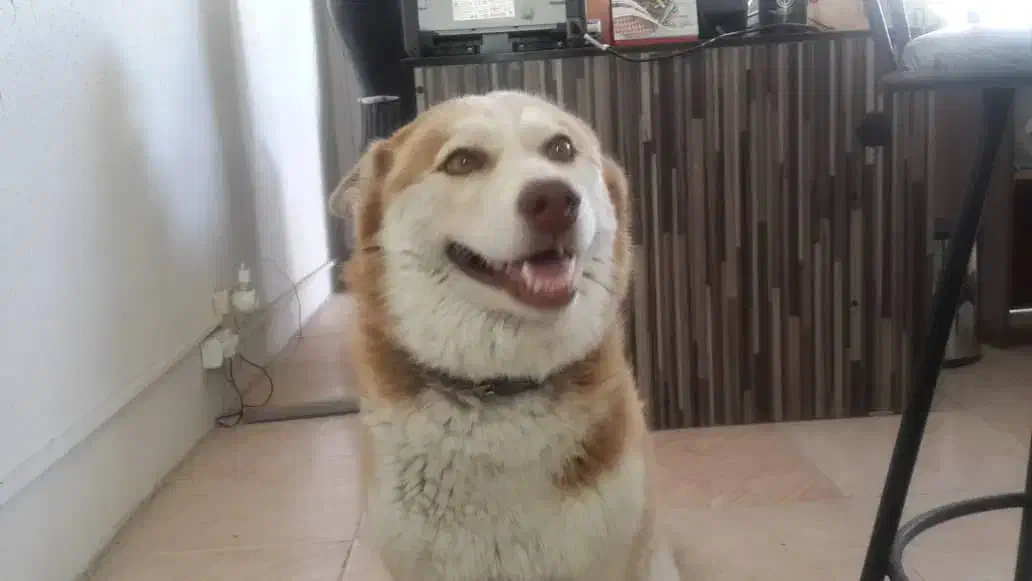 واگذاری سگ|سگ|زنجان, |دیوار