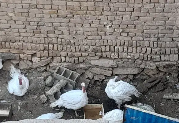 بوقلمون گوشتی|حیوانات مزرعه|جوین, |دیوار