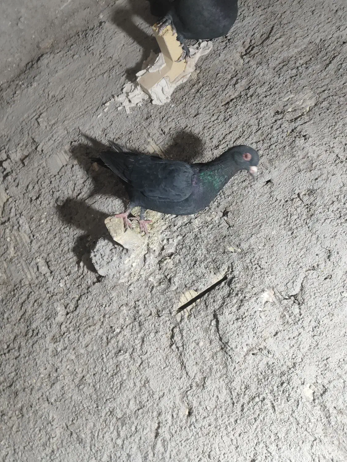 کلاغ|موتورسیکلت|رفسنجان, |دیوار