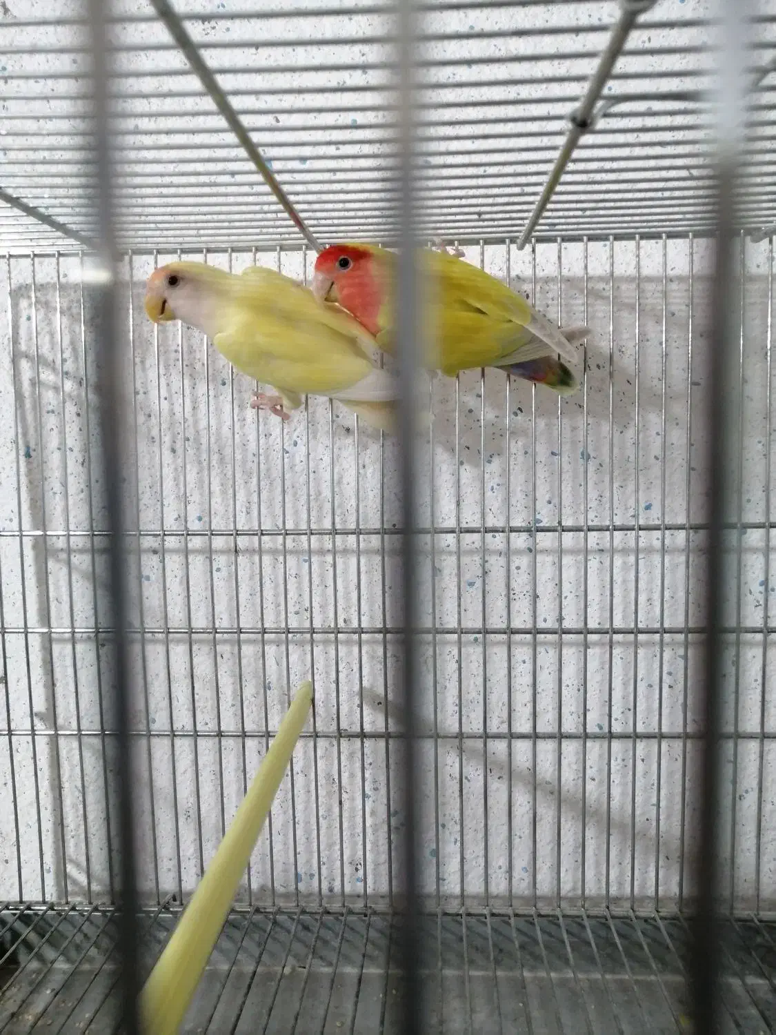 کوتوله برزیلی|پرنده|نی‌ریز, |دیوار