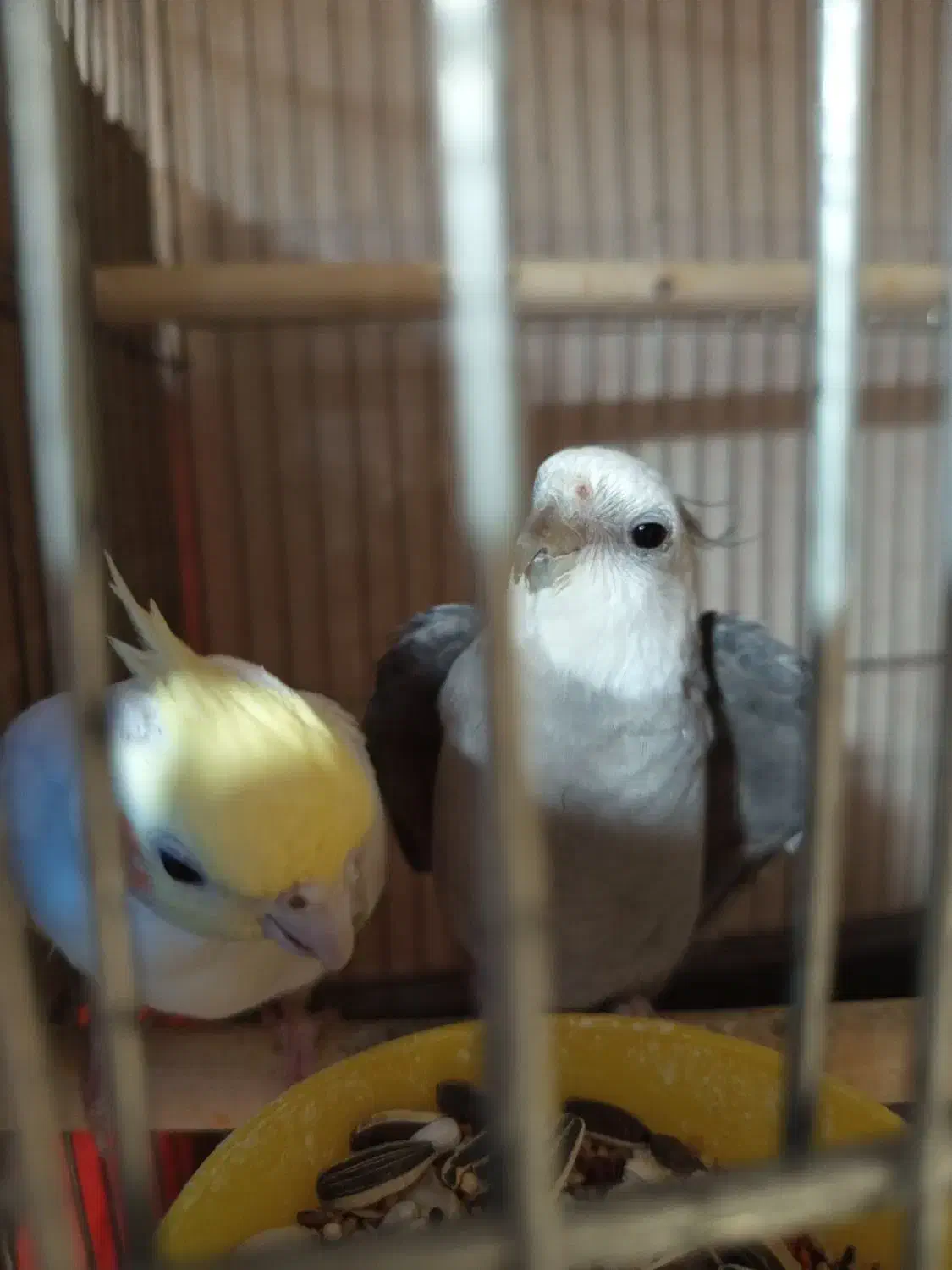 عروس هلندی چند جفت با جوجه و تخم|پرنده|چغادک, |دیوار