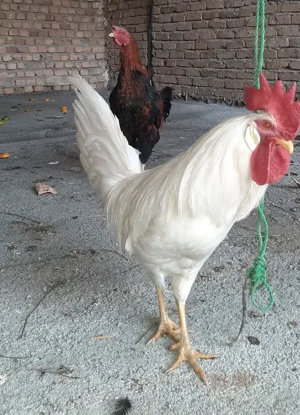 خروس لاری قرمز و خروس سفید|پرنده|همدان, |دیوار