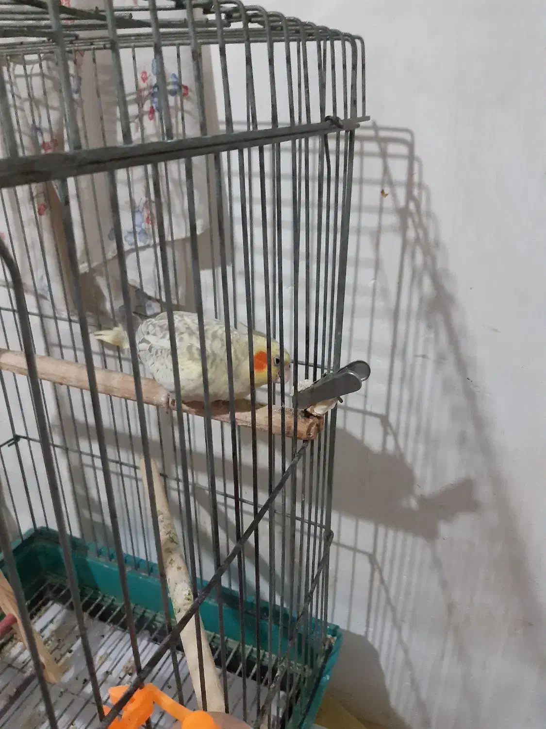 عروس هلندی گلباقالی 6 ماهه ماده|پرنده|پاکدشت, پاکدشت (مامازند)|دیوار