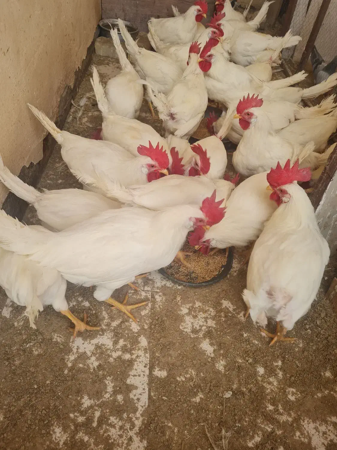 خروس جوان|حیوانات مزرعه|اصفهان, ارغوانیه|دیوار