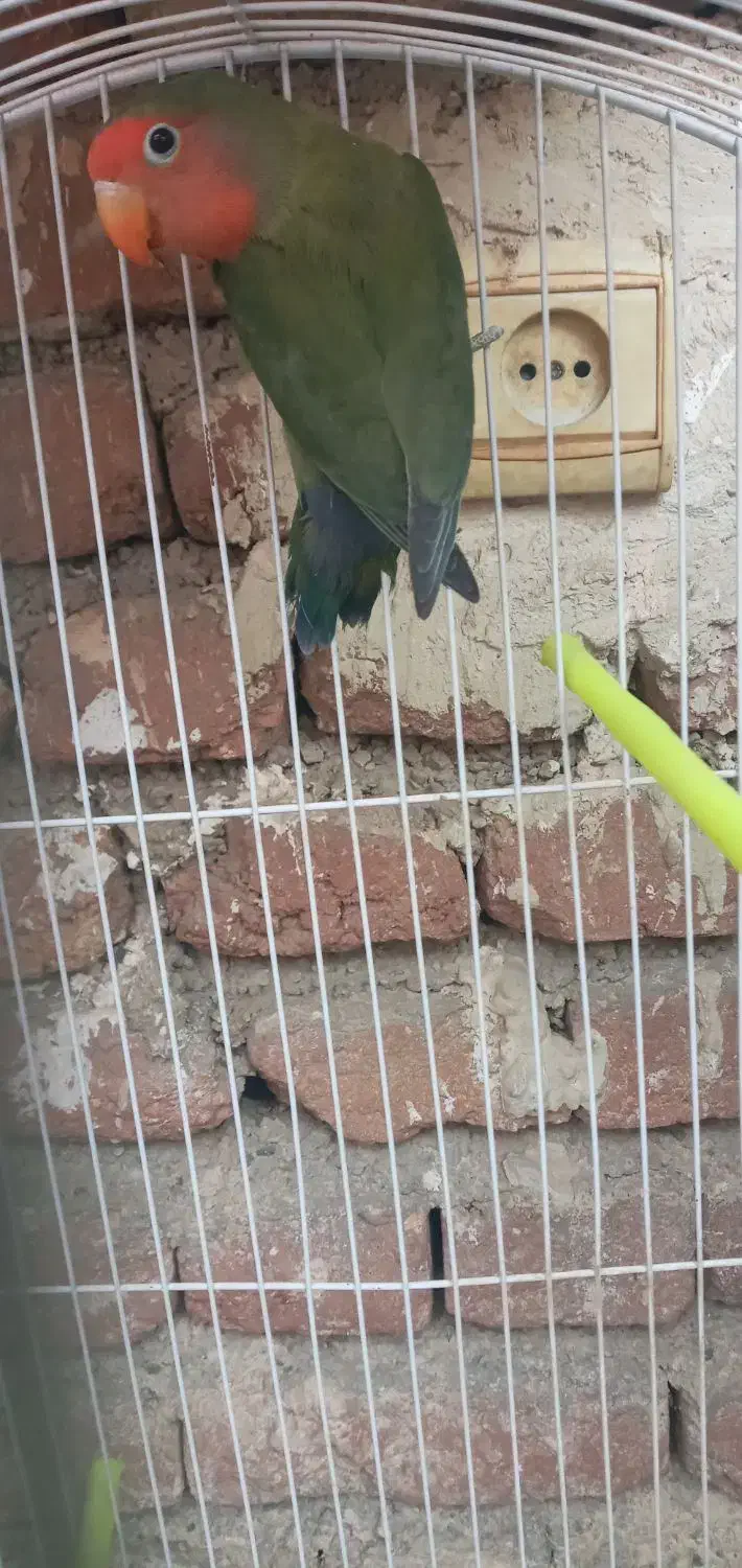 کوتوله برزیلی|پرنده|ارومیه, |دیوار