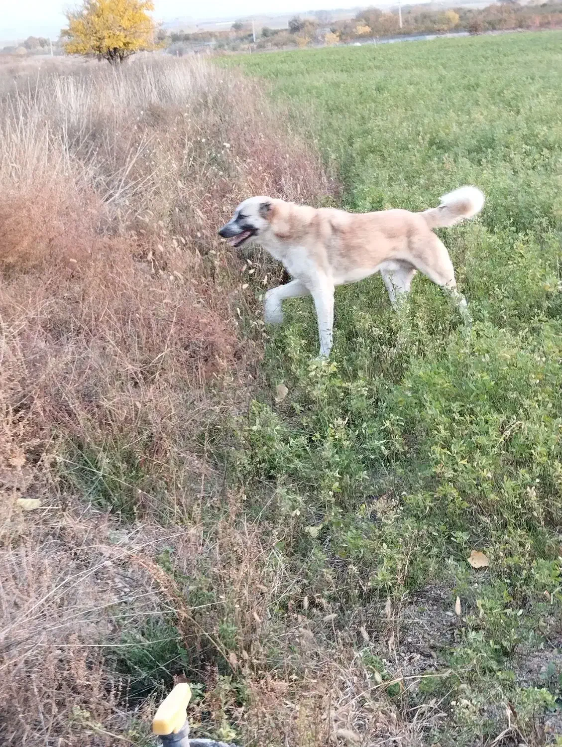 گم شده|حیوانات|مشگین شهر, |دیوار