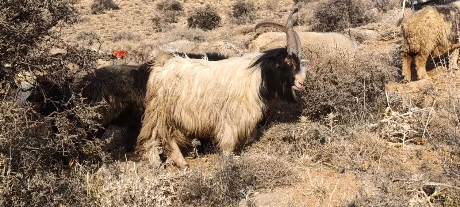 دوبر چپش دوبر بز|حیوانات مزرعه|فلارد, |دیوار