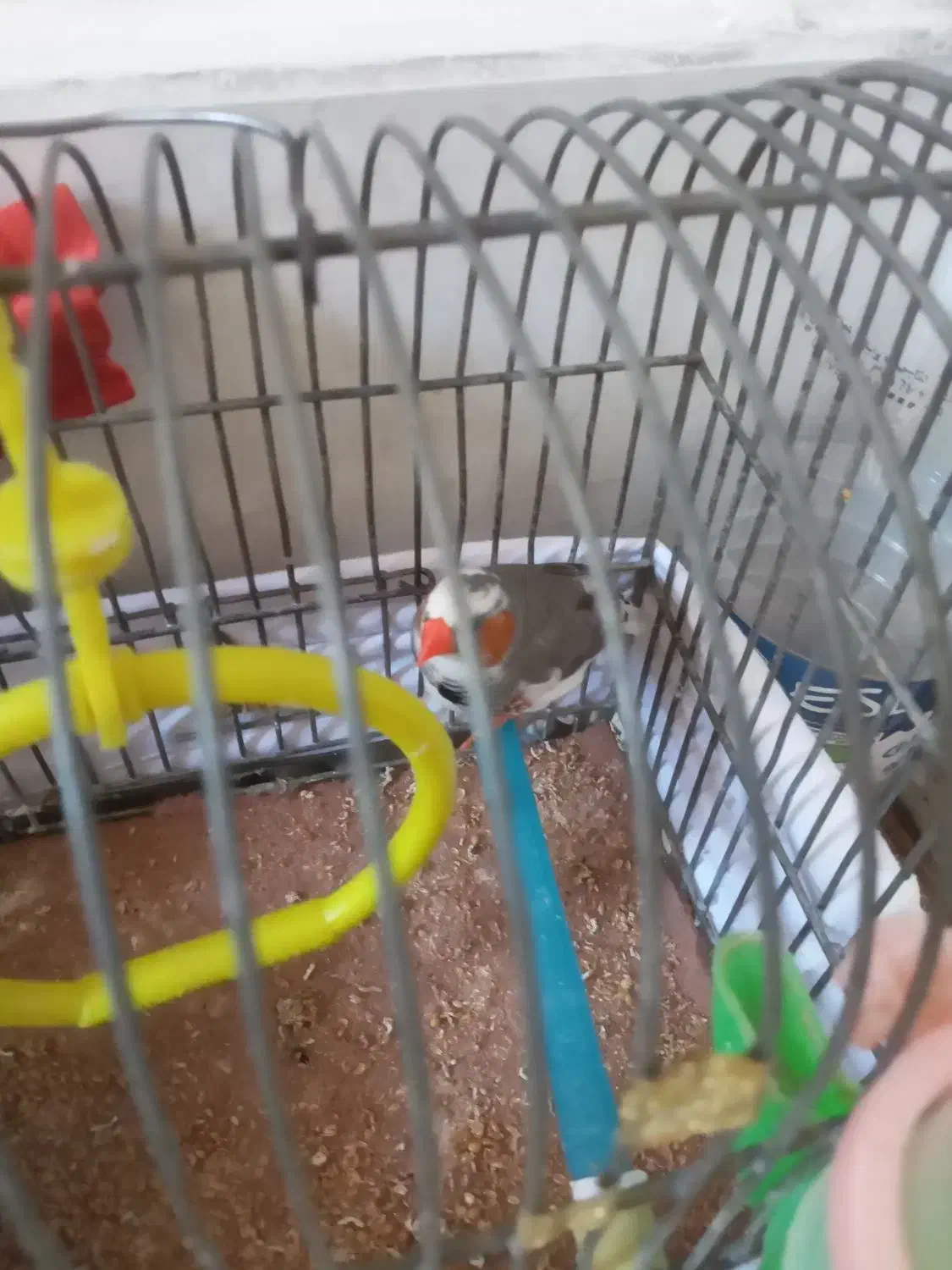 فنج نر|پرنده|تهران, بهداشت|دیوار