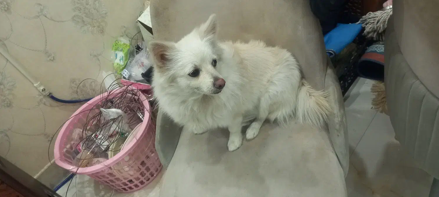 سگ پامر روباهی|سگ|اصفهان, امیرعرب|دیوار