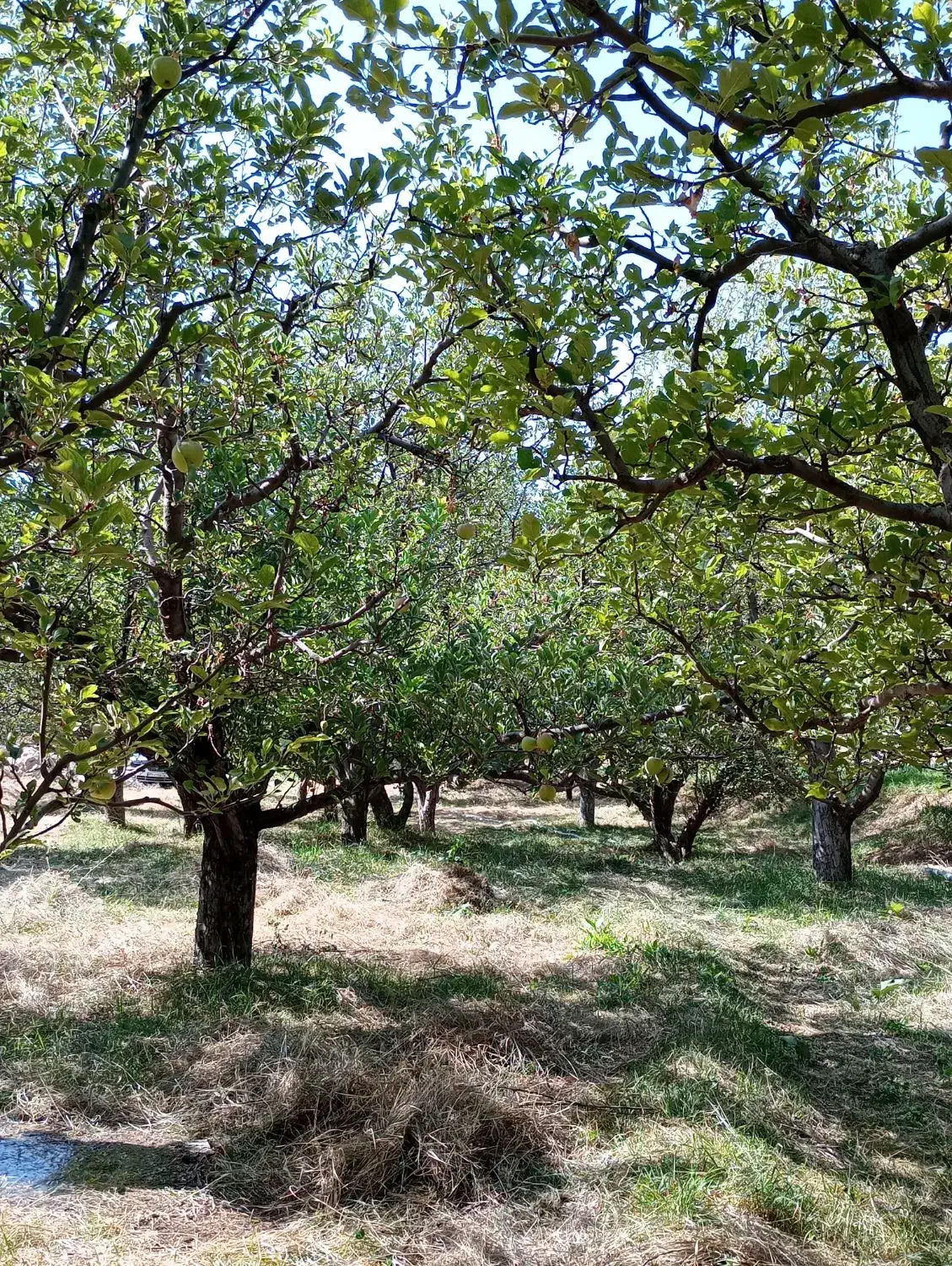 باغ واقع در روستای سرگیزه|فروش خانه و ویلا|مراغه, |دیوار