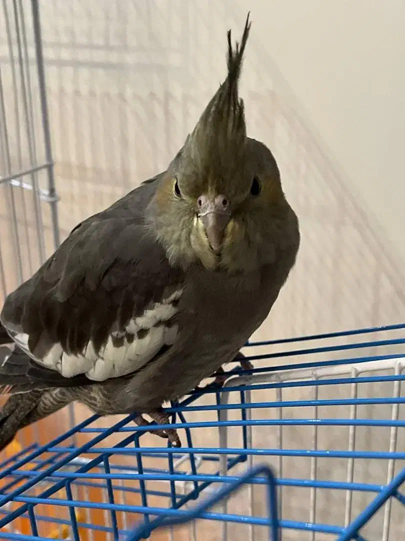 عروس هلندی گم شده|حیوانات|امیدیه, |دیوار