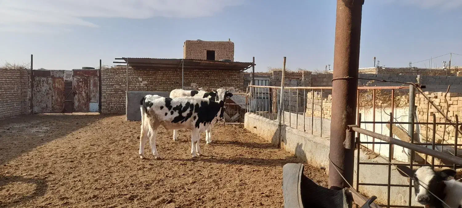 گوساله نر|حیوانات مزرعه|تربت جام, میان جام|دیوار