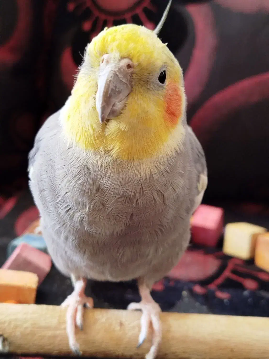 عروس هلندی بازیگوش|پرنده|خمین, |دیوار