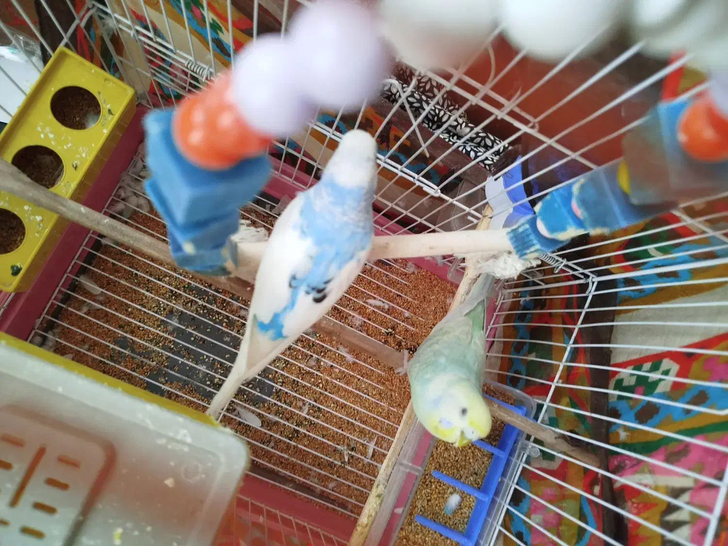 مرغ عشق|پرنده|ساوه, |دیوار