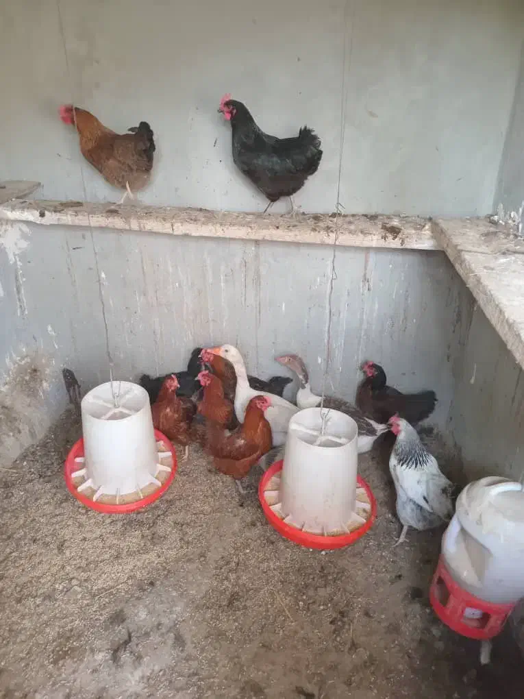 مرغ محلی|حیوانات مزرعه|صوفیان, |دیوار